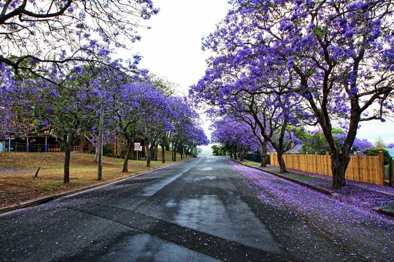 Jacaranda