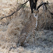CheetaOtjiwarongo2.jpg