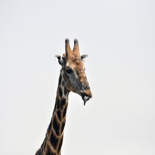GirafEtoscha1JPG.jpg