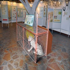 CheetahConservationFundOtjiwarongo6.jpg