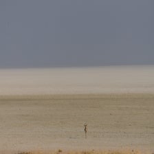 springbok.jpg