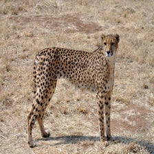 CheetaOtjiwarongo3.jpg