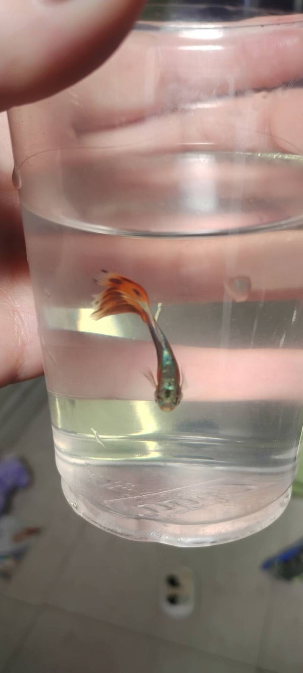 Mermaid guppy male