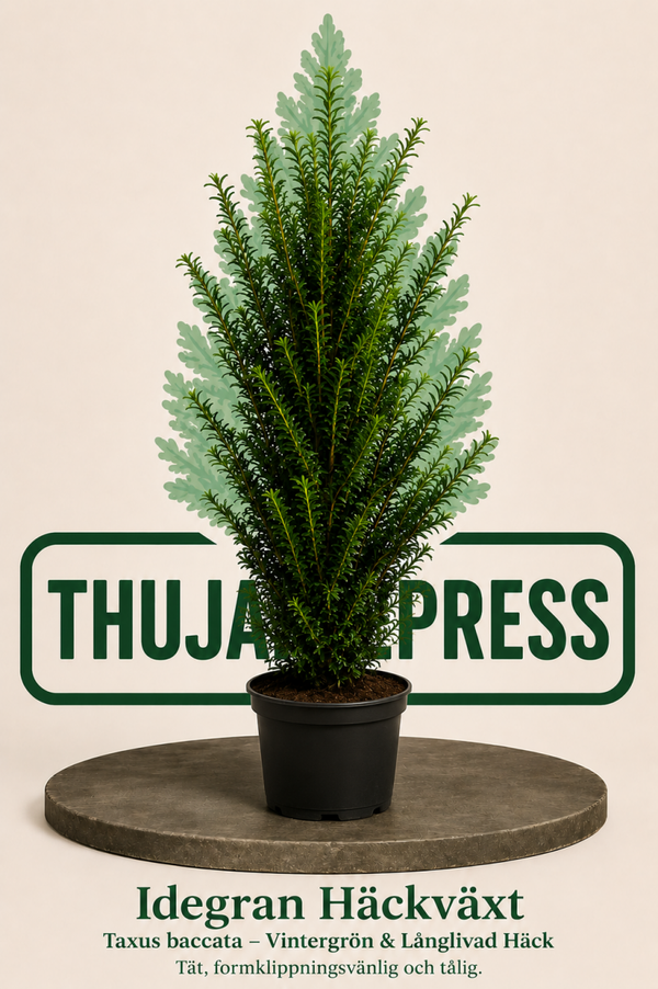 Idegran (Taxus baccata) – Tät, elegant och vintergrön häckväxt 100-120cm krukodlad