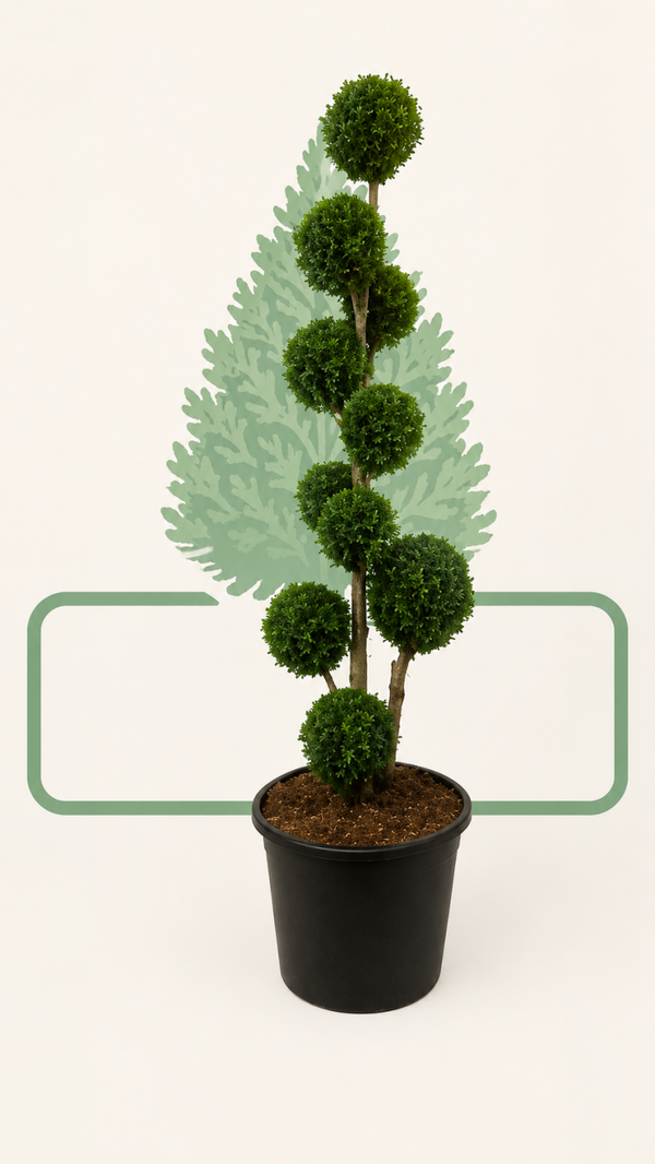 Thuja Smaragd med Dubbel Boll 180-200cm krukodald