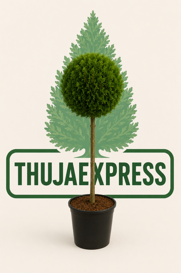 Thuja Smaragd Boll på Stam 180-200cm krukodlad