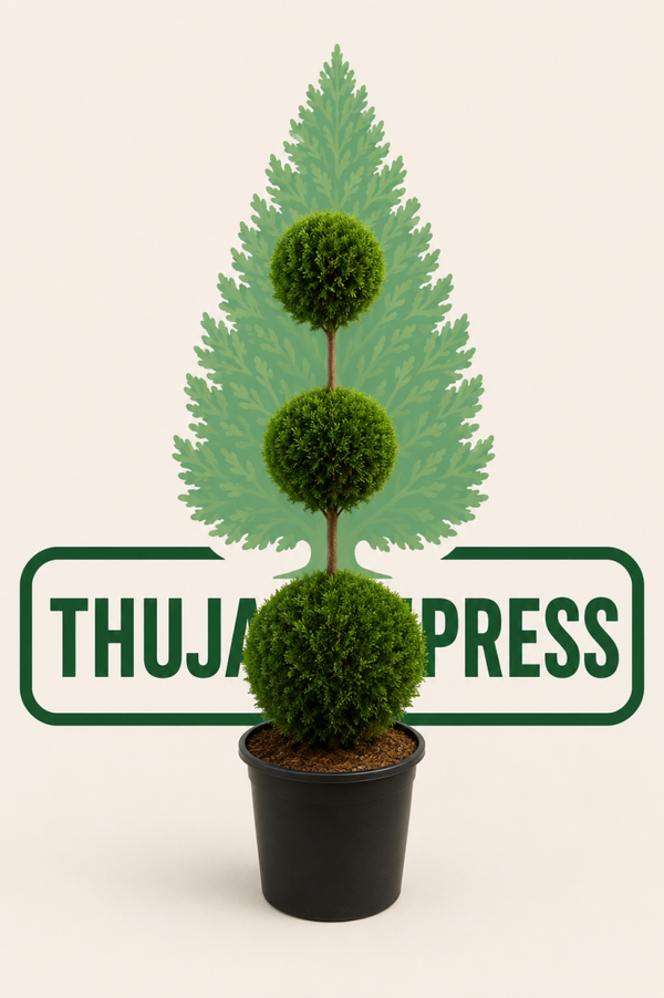 Thuja Smaragd Trippelboll 180-200cm krukodald