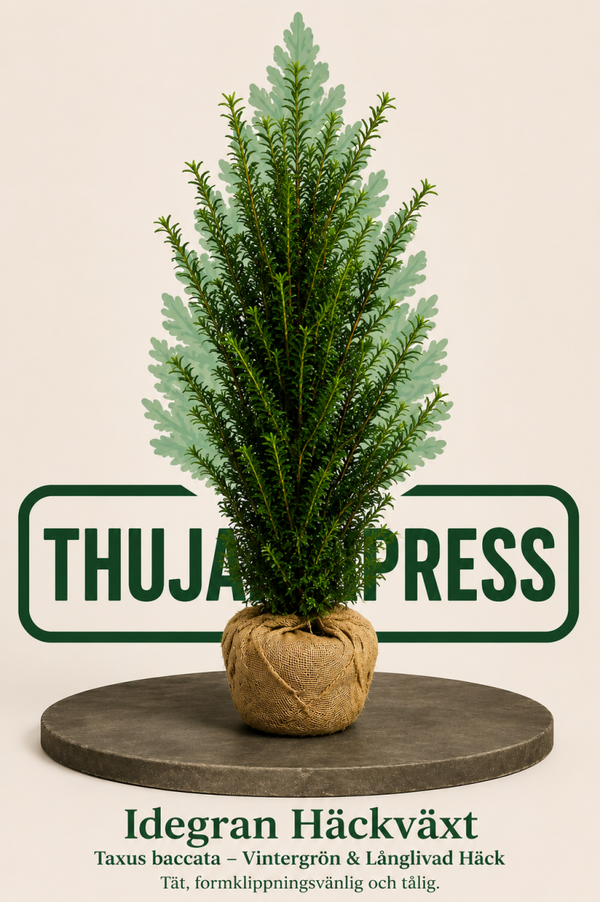 Idegran (Taxus baccata) – Tät, elegant och vintergrön häckväxt 100-120cm
