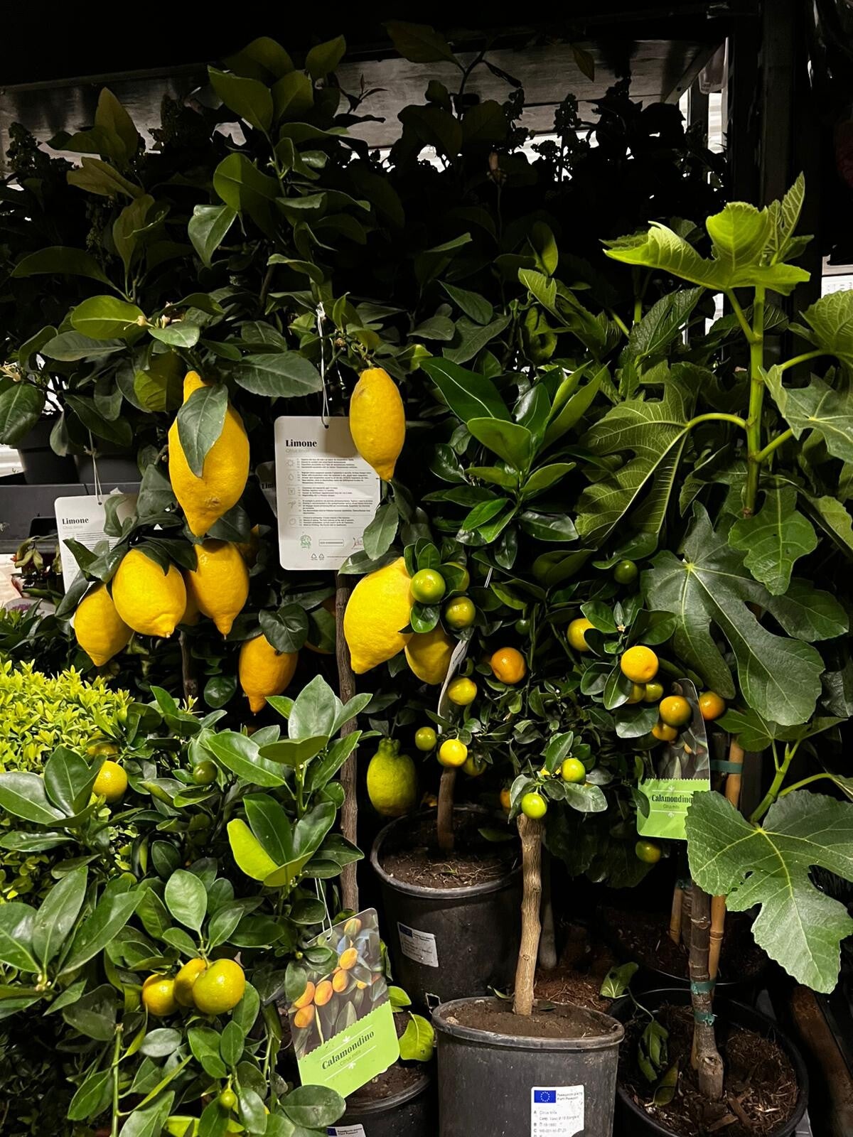 Citrus växter