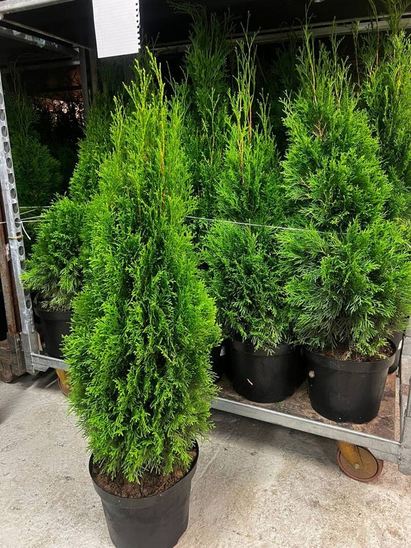 Thuja Smaragd & Brabant 100-120cm inkl kruka ( 300-Styck )