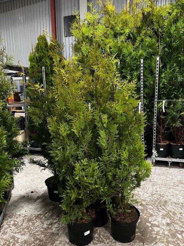 Thuja Brabant 140-160cm krukodlad