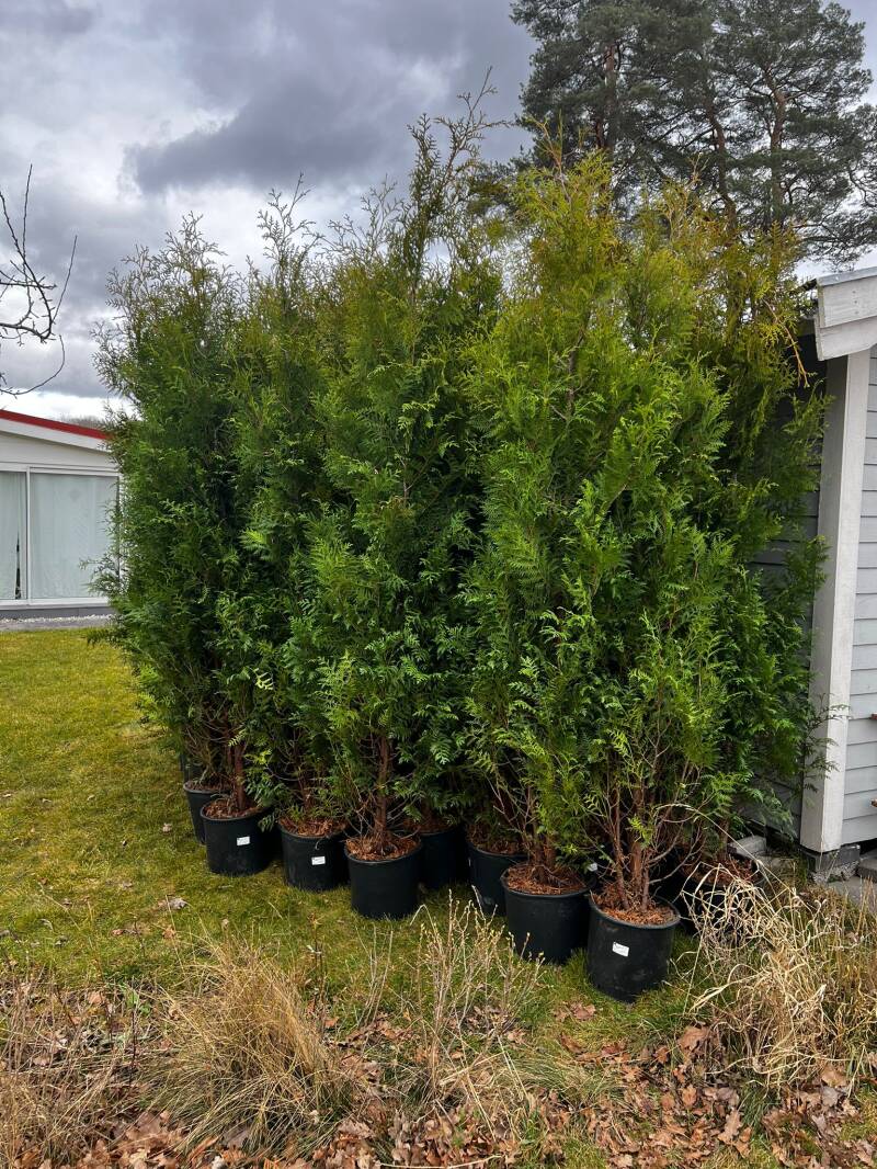 Thuja brabant 200-220cm inkl kruka