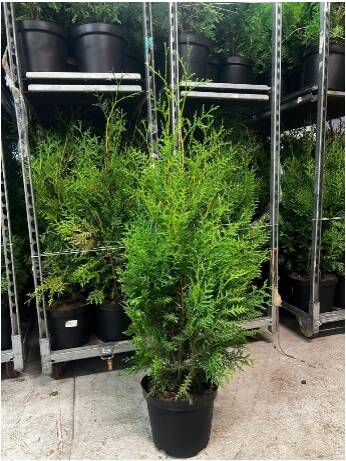 Thuja Brabant 100-120cm
