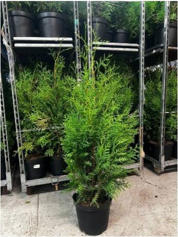 Thuja Brabant 100-120cm