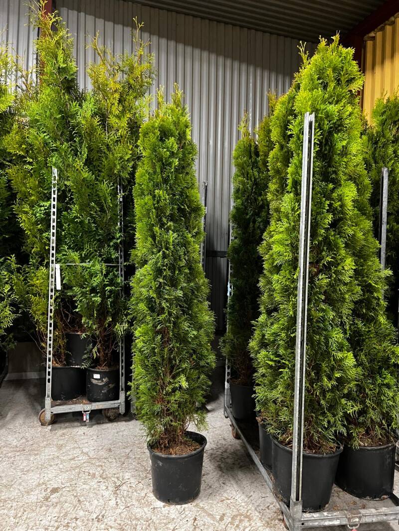 Thuja Smaragd 200-220cm inkl kruka