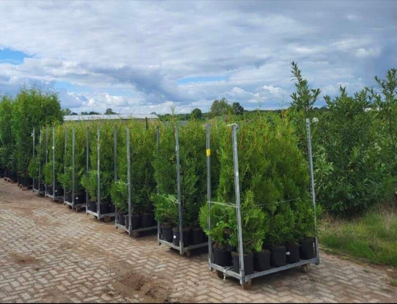 Thuja Brabant 160-180cm