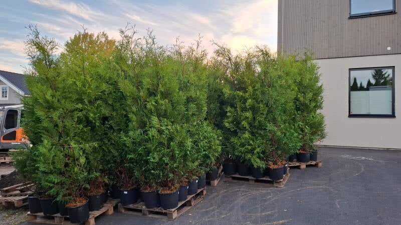 Thuja Brabant 220-260cm inkl kruka