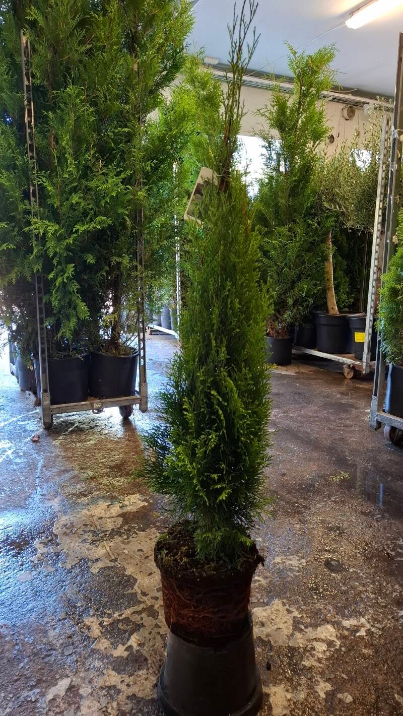 Thuja Smaragd 100-120cm Inkl kruka