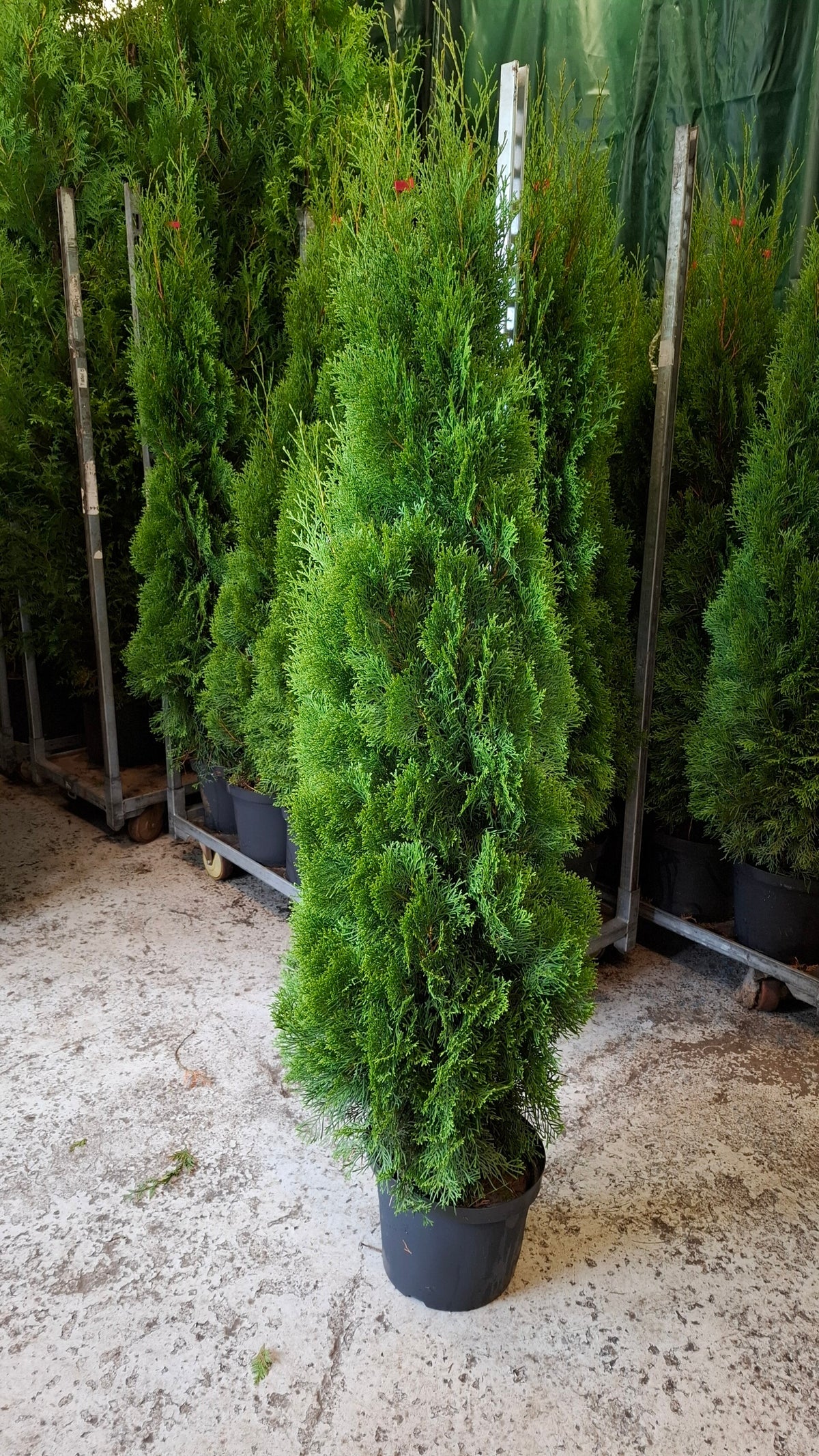Thuja Smaragd 160-180cm | ThujaExpress