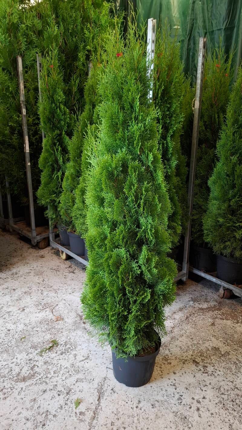 Thuja Smaragd 160-180cm inkl kruka