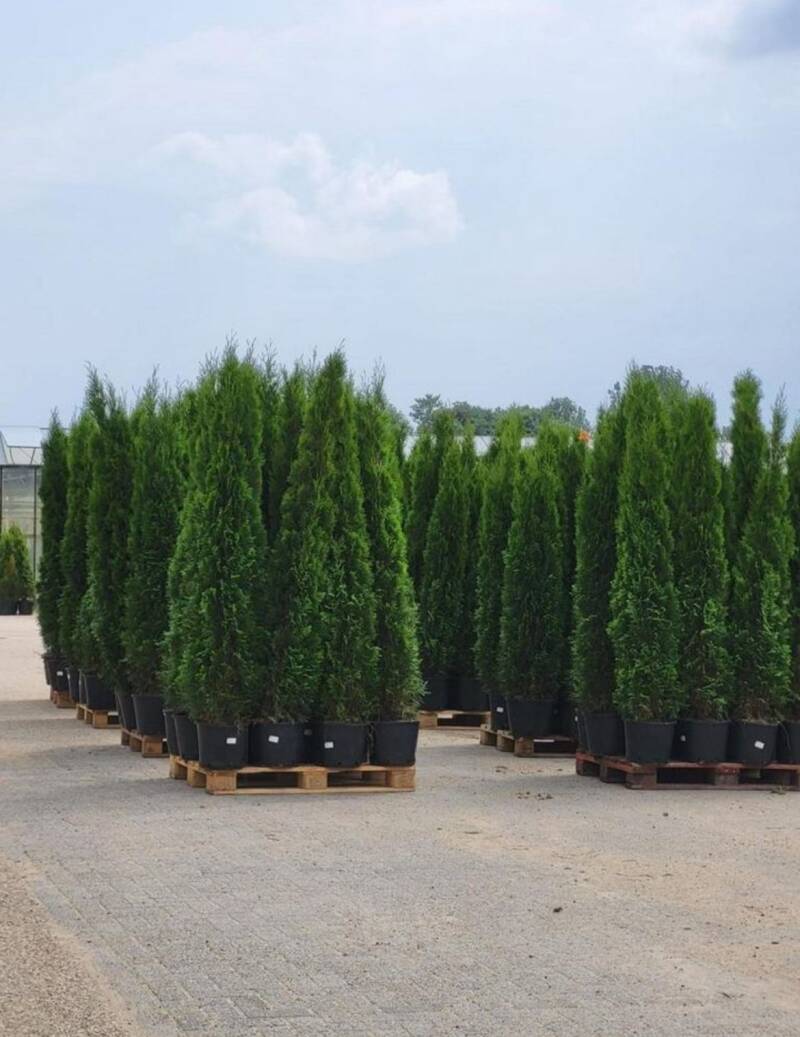Thuja Smaragd 220-240cm inkl kruka