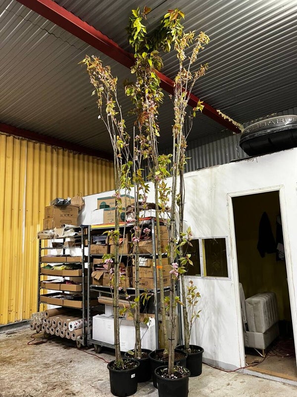 Körsbärs träd 380cm