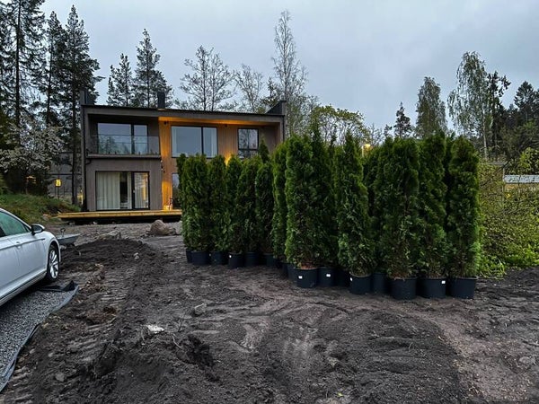 Thuja Smaragd 200-220cm krukodlad