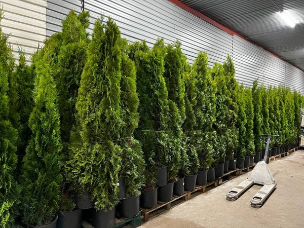 Thuja Smaragd 180-200cm krukodlad