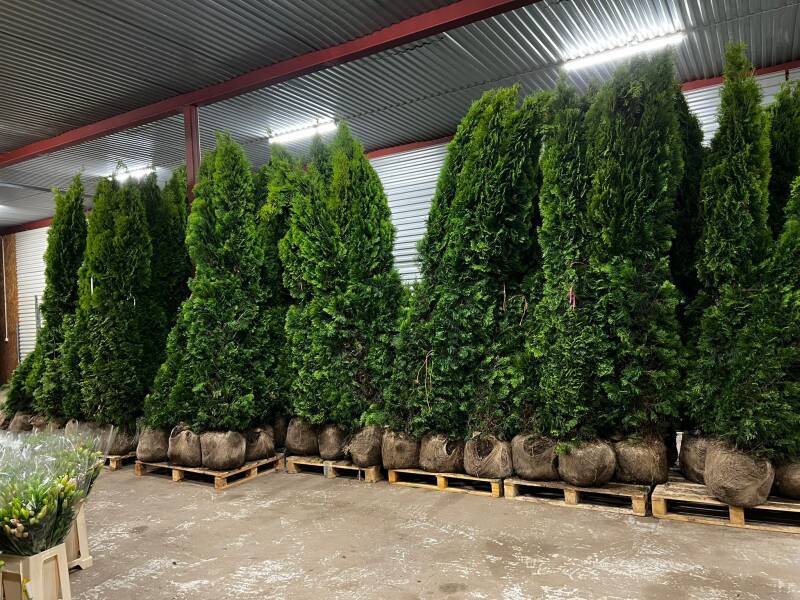 Thuja Smaragd 350-400cm