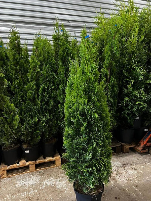 Thuja Smaragd & Brabant 160-180cm inkl kruka ( 150-Styck )