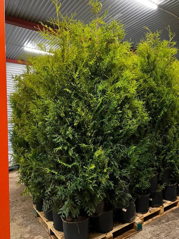 Thuja brabant 180-200cm krukodlad