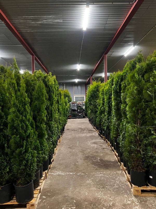 Thuja Smaragd & Brabant 200-220cm inkl kruka krukodlad