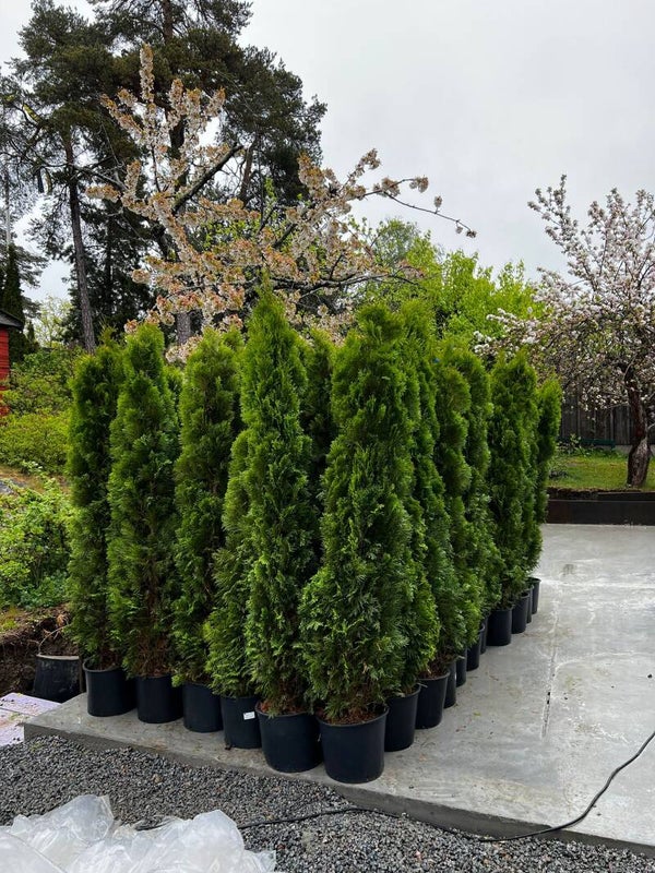 Thuja Smaragd 200-220cm krukodlad