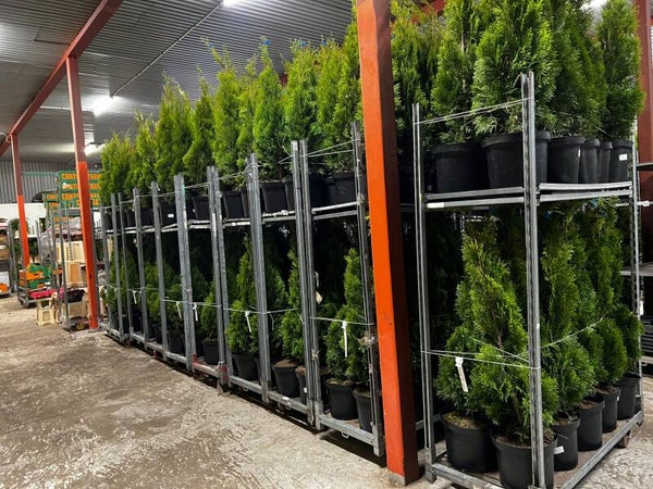 Thuja Brabant & Smaragd 100-120cm krukodlad
