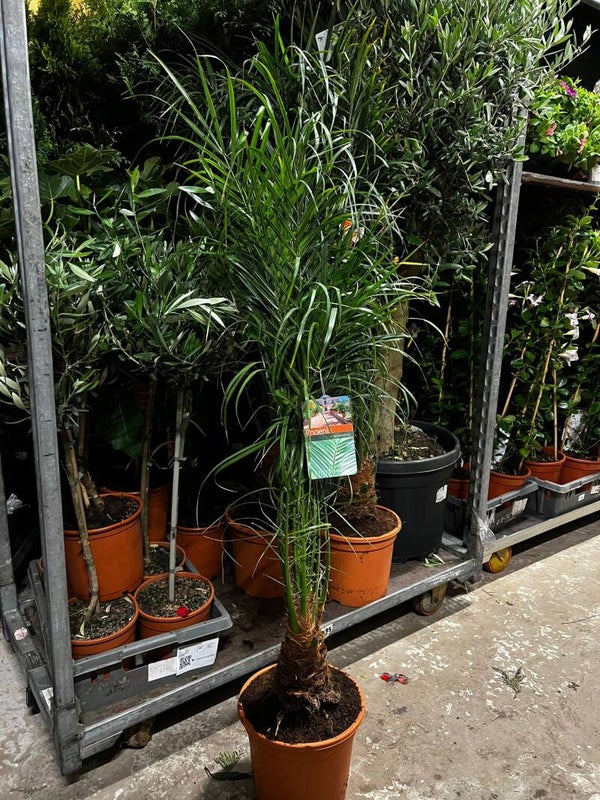 Palm - Dvärgdadelpalm (Phoenix roebelenii)