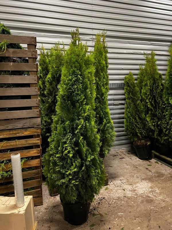 Thuja Smaragd 160-180cm krukodlad