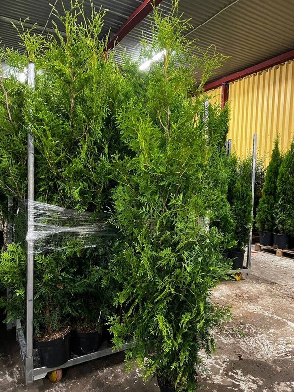 Thuja Brabant 160-180cm krukodlad
