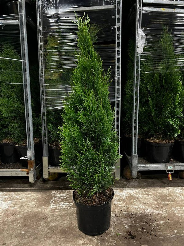Thuja Smaragd 80-100cm krukodlad