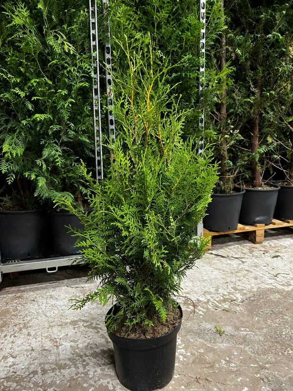 Thuja Brabant 80-100cm krukodlad