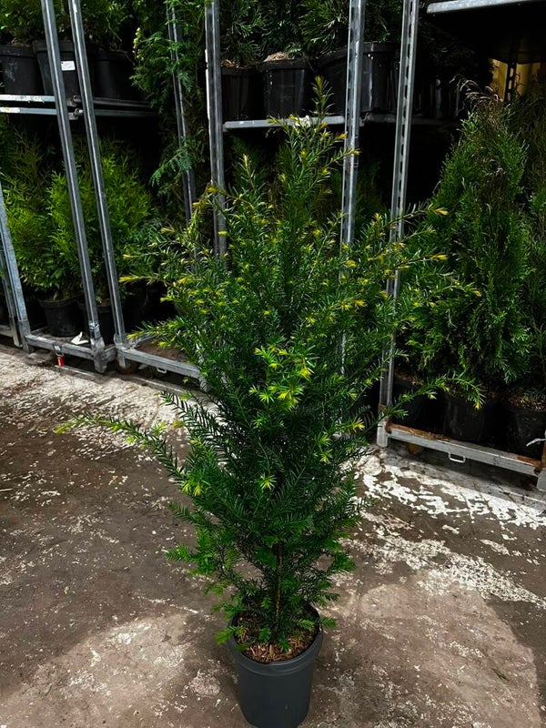 Idegran (Taxus baccata) – Tät, elegant och vintergrön häckväxt 100-120cm krukodlad