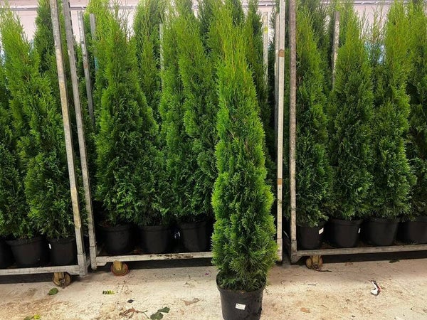 Thuja Smaragd 120-140cm krukodlad