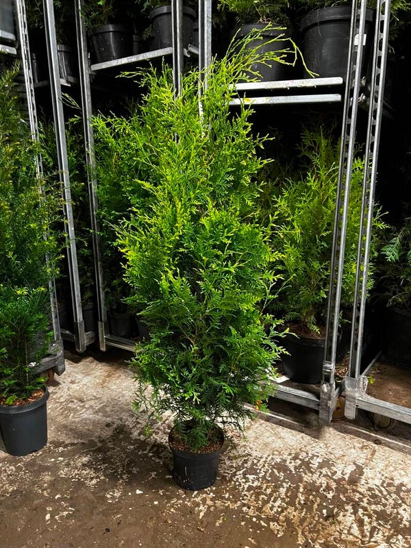 Thuja Brabant 120-140cm krukodlad