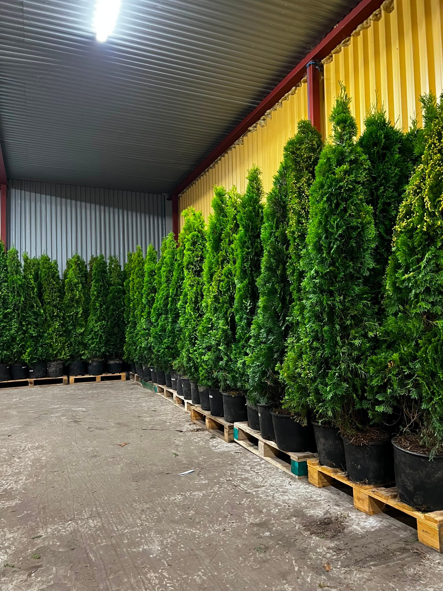 Thuja Smaragd 200-220cm 50-styck