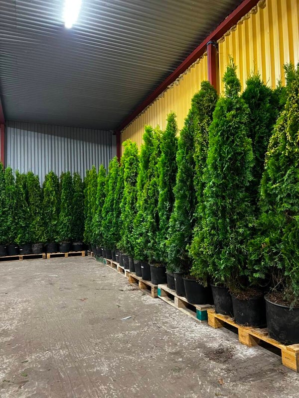 (Paketpris) Thuja Smaragd & Brabant 200-220cm inkl kruka (Krukodlad)
