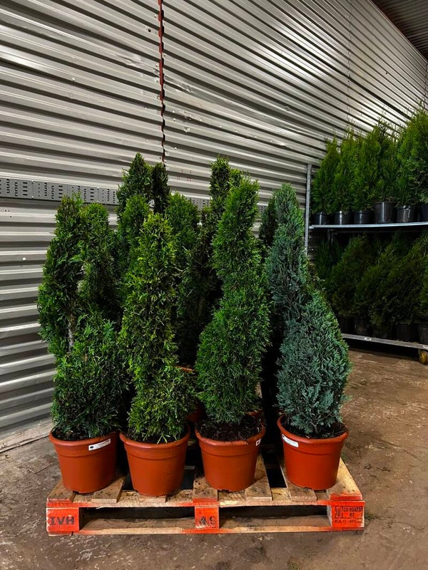 Thuja Smaragd Spiral 150cm krukodald