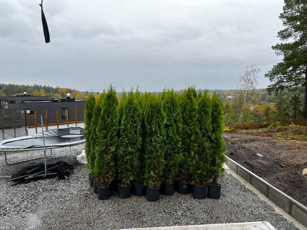 Thuja Smaragd 180-190cm