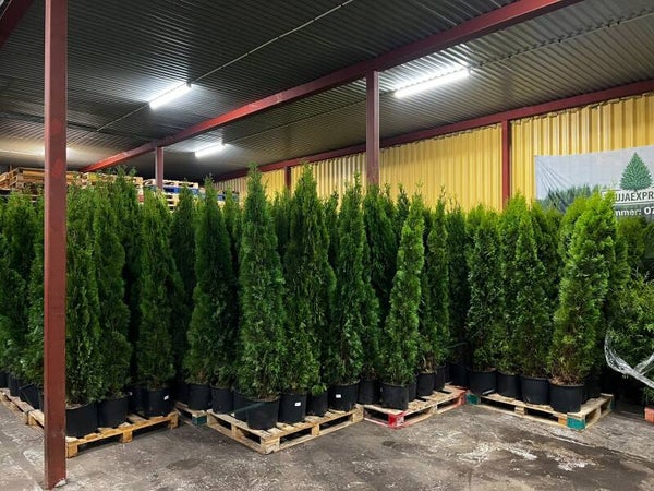 Thuja Smaragd 220-240cm (50-styck)