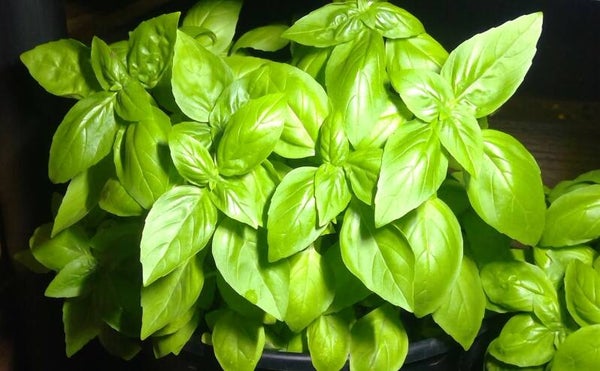 Fresh Basil  3.5oz