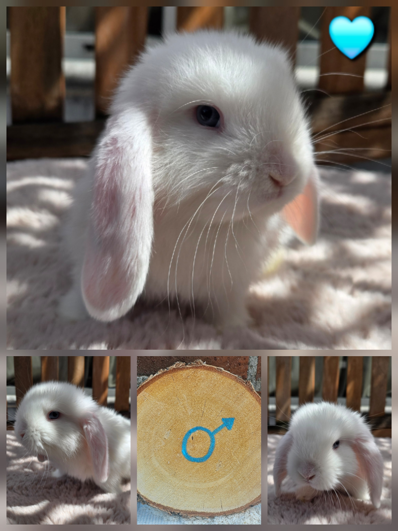 vrij