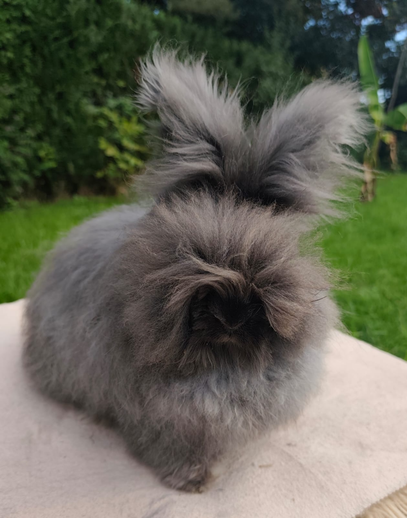 Female black full (+ 1 year old)